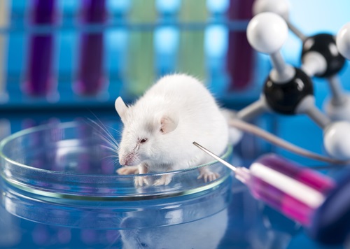 Checking Prostate Size On Laboratory Rat