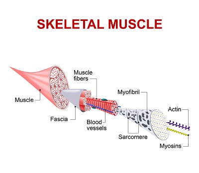 Muscle Structure With Myofibril is the place of muscle growth using intensity in your training