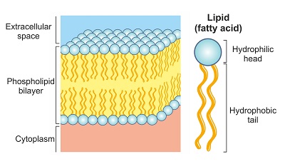 Phospholipid Layer is the place where Phosphatidylserine does its action to stabilize cortisol and reduce muscle soreness