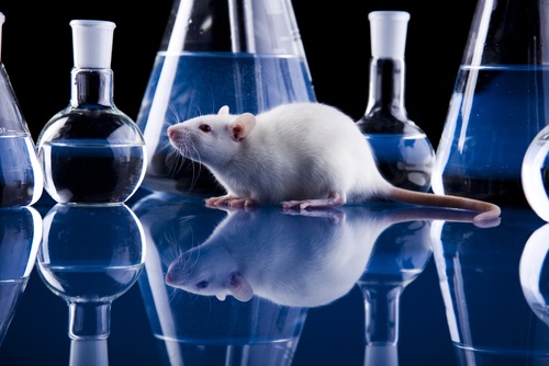 Rat In Lab With Beakers waiting for his drowning test to see acetyl l-carnitine possibly stabilize his testosterone output
