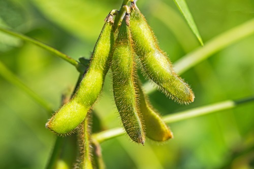 soybean pods are the best place now to find Phosphatidylserine