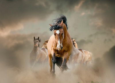 Wild Horse Running with the full power of acetyl l-carnitine