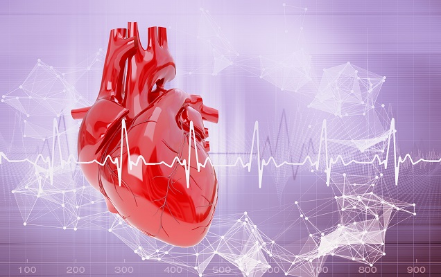 purple colored heart and the face that Synephrine does no harm to the heart by increasing metabolism